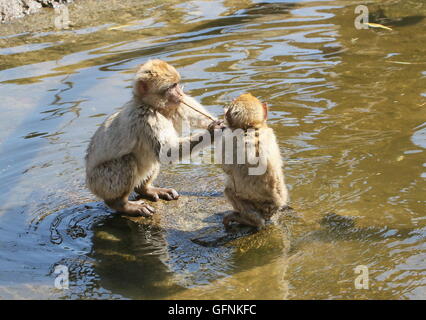 Zwei verspielten jungen Berberaffen (Macaca Sylvanus) im Wasser Stockfoto