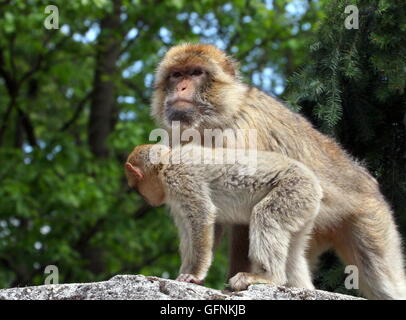 Ältere männliche Berberaffe (Macaca Sylvanus) mit Jugendlicher Stockfoto