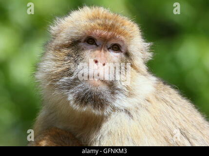 Nahaufnahme des Kopfes von einem Reifen männlichen Berberaffe (Macaca Sylvanus) Stockfoto