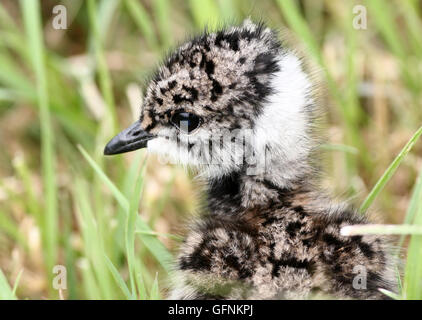 Eines Tages alte nördliche Kiebitz Küken (Vanellus Vanellus) tun einige erkunden Stockfoto