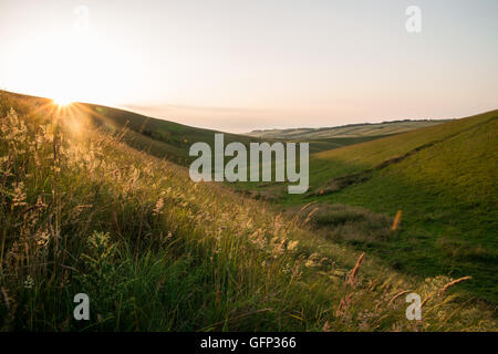 Letcombe Regis und Ridgeway Oxford getroffen Juli 2015 Stockfoto