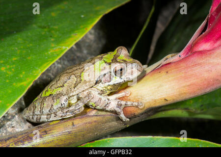 Gemeinsamen mexikanischen Treefrog Smilisca Baudinii El Tuito, Jalisco, Mexiko 12 Juni Erwachsene Tag Farben zeigen.       Hylidae Stockfoto