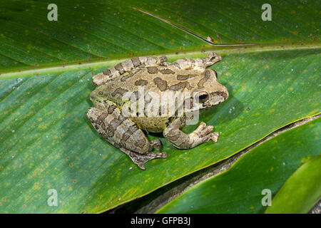 Gemeinsamen mexikanischen Treefrog Smilisca Baudinii El Tuito, Jalisco, Mexiko 12 Juni Adult Hylidae Stockfoto