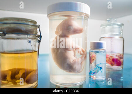 Objekte auf dem Display an der Morbid-Anatomie-Museum in Brooklyn, New York, mit Tod-zentrierte Kunst & Artefakte aus der ganzen Welt.  Das Museum hat geschlossen Stockfoto