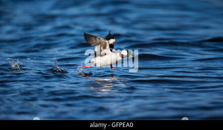 Erwachsene männliche Bufflehead Einnahme aus / laufen auf dem Wasser und mit den Flügeln am See Stockfoto