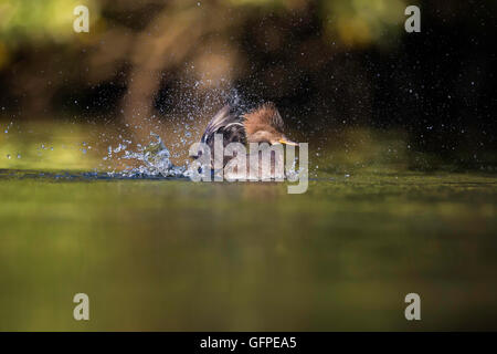 Erwachsene weibliche Hooded Prototyp Baden in einem See in San Francisco Bay Area, CA Stockfoto