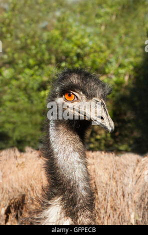 eine wilde WWU Nahaufnahme von Kopf anzeigen Stockfoto