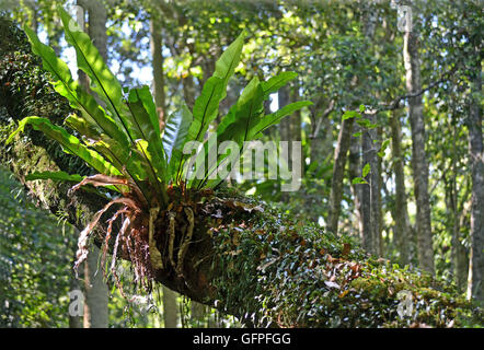 Australische birdsnest Farn (Asplenium australasicum) wächst an einem Baum in der östlichen australischen Regenwald. Stockfoto
