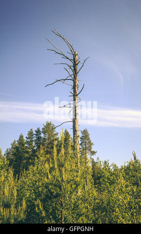 Einsamer toter Baum im schwedischen Wald Stockfoto