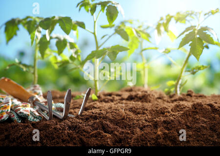 Gartengeräte und Tomaten Setzlinge im Feld Stockfoto