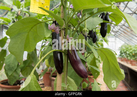 Home gewachsen lange lila Aubergine oder Aubergine (Solanum Melongena) in einem Gewächshaus in Somerset, England, UK Stockfoto