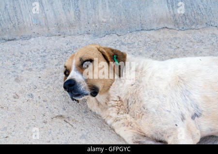 Straßenhund mit KAPSA Clip in sein Ohr zu zeigen, dass es wurde kastriert und geimpft, Kalkan, Türkei. Stockfoto