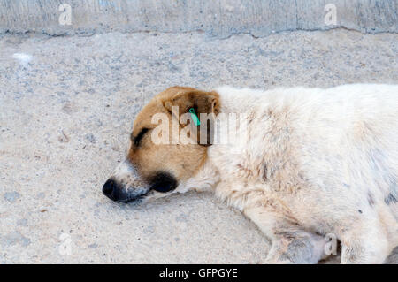 Straßenhund mit KAPSA Clip in sein Ohr zu zeigen, dass es wurde kastriert und geimpft, Kalkan, Türkei. Stockfoto