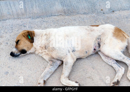 Straßenhund mit KAPSA Clip in sein Ohr zu zeigen, dass es wurde kastriert und geimpft, Kalkan, Türkei. Stockfoto