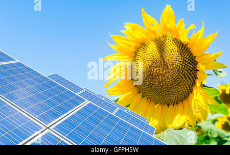 Fotomontage mit Sonnenkollektoren und Sonnenblume Blume Stockfoto