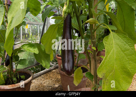 Home gewachsen lange lila Aubergine oder Aubergine (Solanum Melongena) in einem Gewächshaus in Somerset, England, UK Stockfoto