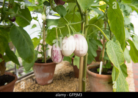 Home gewachsen Nadelstreifen Aubergine oder Aubergine (Solanum Melongena) in einem Gewächshaus in Somerset, England, UK Stockfoto