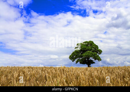 Baum steht allein an einem Sommertag in einem englischen Maisfeld Stockfoto