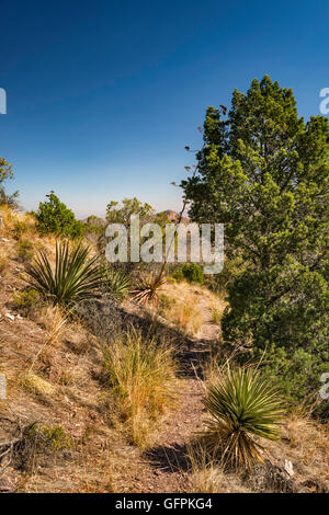 Silver Peak Trail, Chiricahua Bergen, Coronado National Forest, Arizona, USA Stockfoto