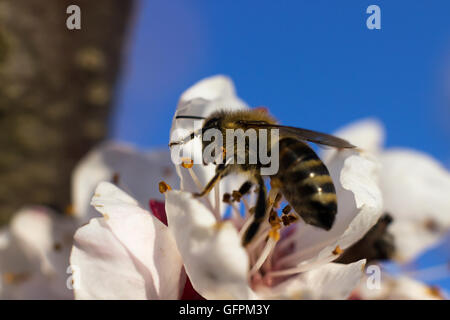 Biene auf Blüte. Bumble Bee Pollen von weißen Blume. Honigbiene sammelt Nektar auf einer Blume Stockfoto