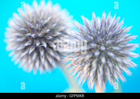 zwei lila Globus Disteln auf sommerliche blau Jane Ann Butler Fotografie JABP1499 Stockfoto