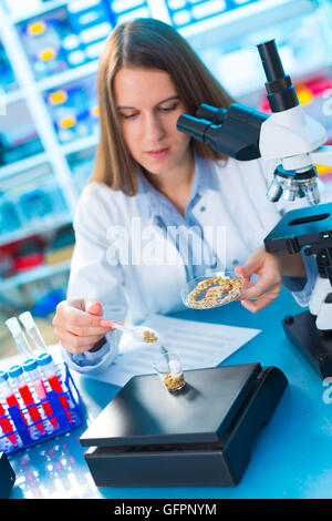 Leguminosen mit gentechnisch veränderten Weizen, Stockfoto