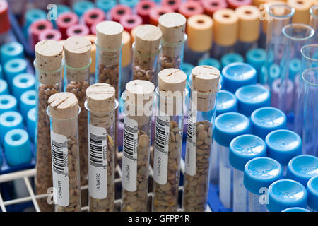 Leguminosen mit gentechnisch veränderten Weizen Pflanzenzelle Wissenschaft Stockfoto