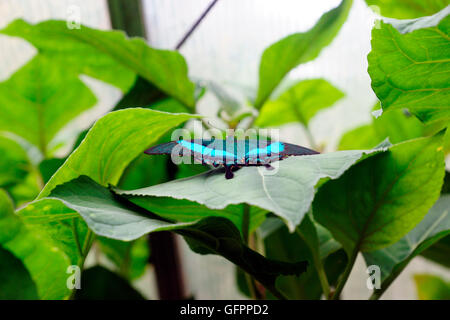 BLUE MORPHO (MORPHO PELIEIDES) Stockfoto