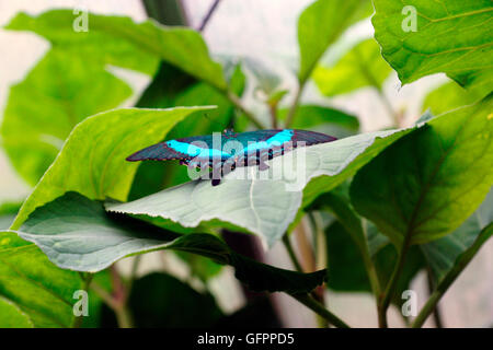 BLUE MORPHO (MORPHO PELIEIDES) Stockfoto