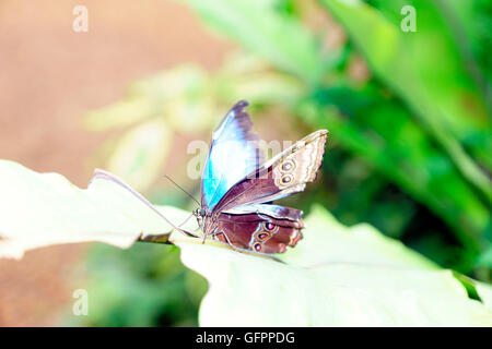 BLUE MORPHO (MORPHO PELIEIDES) Stockfoto