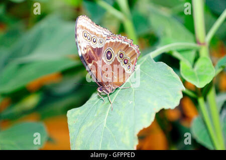 BLUE MORPHO (MORPHO PELIEIDES) Stockfoto