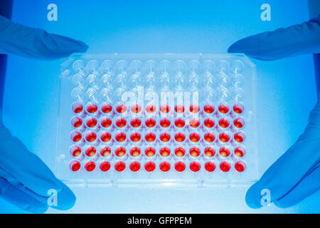 96 Platte gut für PCR Verarbeitung, mikrobiologischen Labor Stockfoto