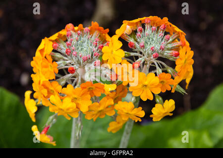 Quirlige gelb-Orange Blüten Juni blühenden Kandelaber Hybriden Primeln Stockfoto