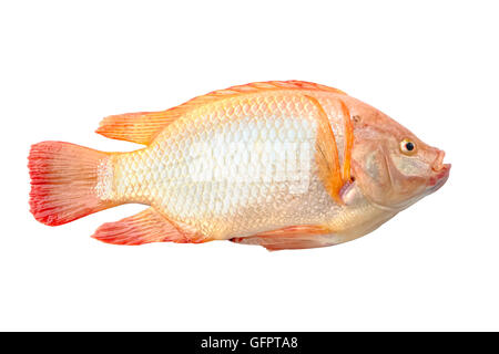 Roter Buntbarsch isoliert auf weißem Hintergrund Stockfoto