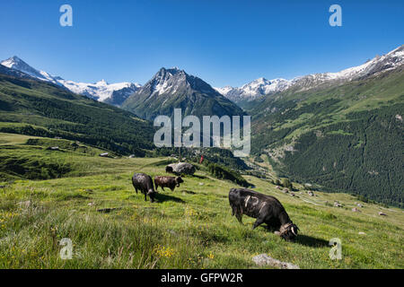 Die berühmten schwarzen Hornvieh des Val d'Hérens, Schweiz Stockfoto