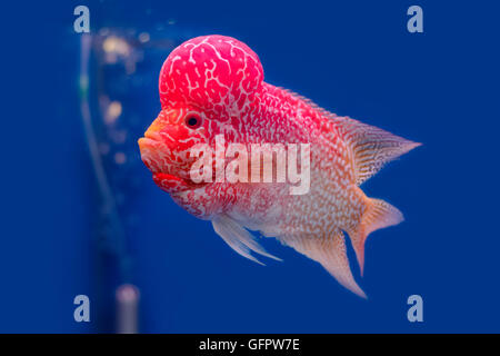 Flowerhorn Cichlid Fisch auf blauem Backgroundater hautnah Stockfoto