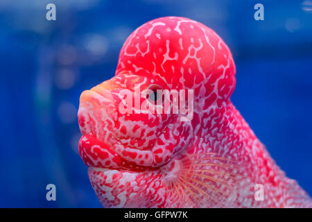 Flowerhorn Cichlid Fisch auf blauem Hintergrund hautnah Stockfoto