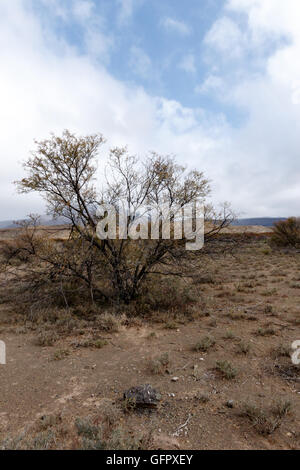 Baum in der Mitte von nirgendwo - Fraserburg ist eine Stadt in der Karoo-Region der nördlichen Kapprovinz Südafrikas. Es befindet sich Stockfoto