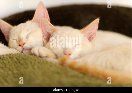 Kätzchen schlafen ist zwei entzückende weiße Kätzchen kuschelte sich zusammen mit ihren Katzen-Nickerchen tagsüber. Stockfoto