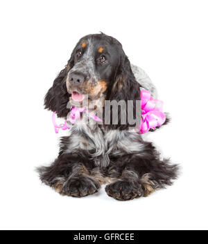 süße Cocker Spaniel liegend, isoliert auf weiss Stockfoto