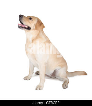 Niedlichen gelben Labrador Retriever Hund sitzen isoliert auf weiss Stockfoto