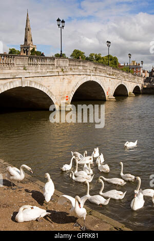 Großbritannien, England, Bedfordshire, Bedford, Schwäne an 1813 Stadt Brücke über Fluss Great Ouse Stockfoto