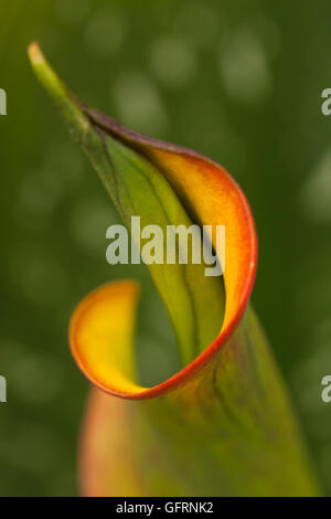 Arum oder calla Lilie in den Farben rot/orange und gelb (zantedeschia) mit Maculated Blätter (grüne Blätter mit weißen Flecken) Stockfoto