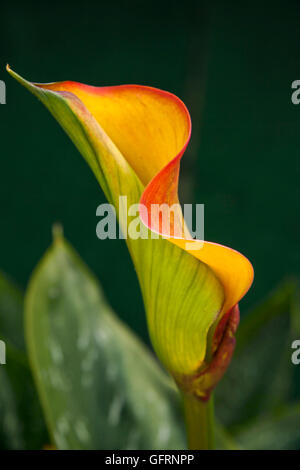 Arum oder Calla lily (Zantedeschia aethiopica) in den Farben orange, rot und gelb und mit Maculated Blätter (weiß gefleckte) Stockfoto