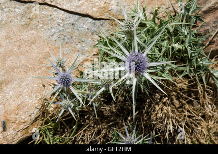 Mittelmeer-Stechpalme, Eryngium Bourgatii, Blume Pflanze, Sierra Nevada, Granada, Spanien. Stockfoto