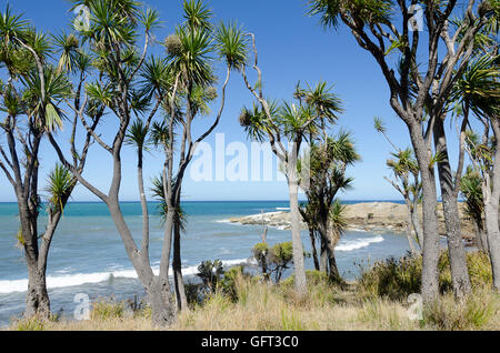 Betelpalmen an Küste, Glendu Station, Wairarapa, Nordinsel, Neuseeland Stockfoto