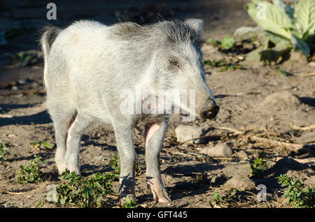 Captain Cooker Schwein an der Hinakura Station, Wairarapa, Nordinsel, Neuseeland. Stockfoto