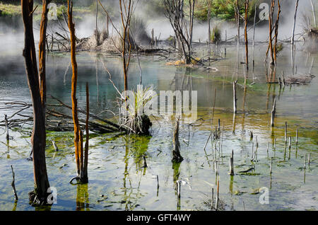 Bäume in geothermische Lake Kuirau Park, Rotorua, Nordinsel, Neuseeland Stockfoto