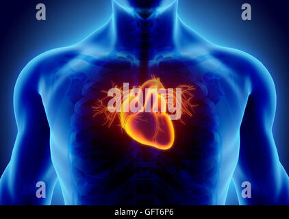 3D Abbildung des Herzens - Teil des menschlichen Bio. Stockfoto