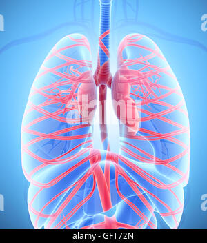 Menschliche innere System - Kreislaufsystem medizinisches Konzept - 3D Darstellung. Stockfoto